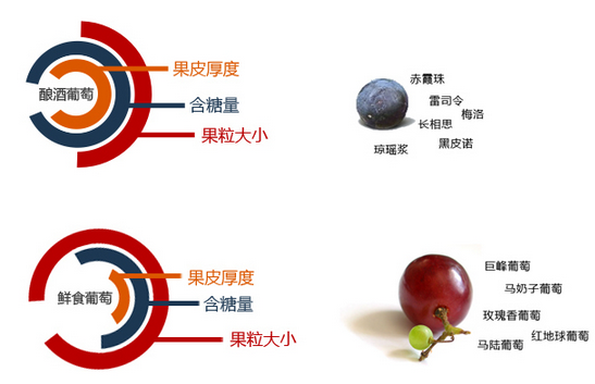 釀酒葡萄與非釀酒葡萄的區別
