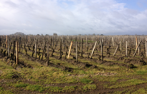 波美侯產區（Pomerol）
