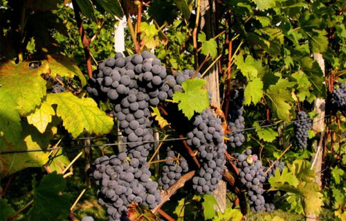 2016年南非釀酒葡萄產量明顯下降