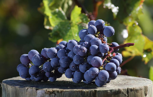 卡本內(nèi)（Cabernet）