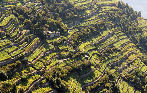 利古利亞產區（Liguria）