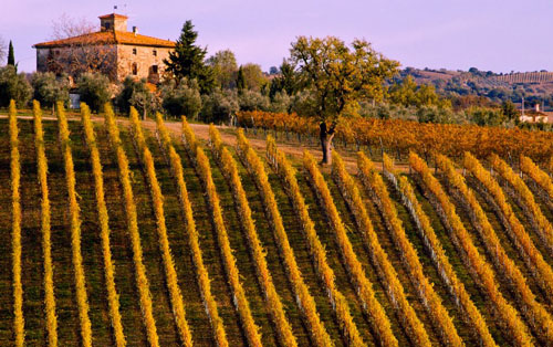 瑪爾瑪法定產(chǎn)區(qū)（Maremma Toscana DOC ）
