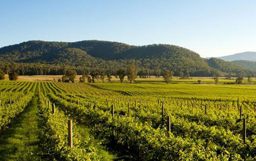 國王谷產區（King Valley）