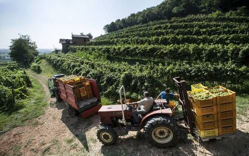 弗朗齊亞柯達產區的葡萄品質依然優秀