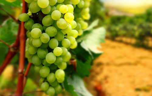 維蒂奇諾（Verdicchio）