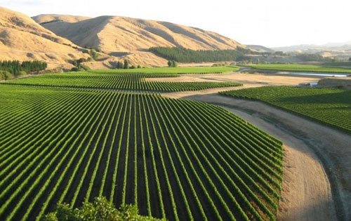 馬丁堡產(chǎn)區(qū)（Martinborough）