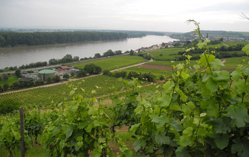 萊茵黑森（Rheinhessen）葡萄酒產區
