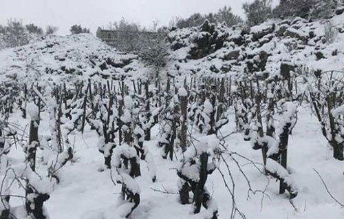 意大利西西里島產區葡萄園喜迎瑞雪