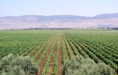 摩洛哥（Morocco）葡萄酒產區