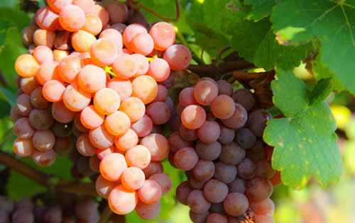 瓊瑤漿（Gewurztraminer）