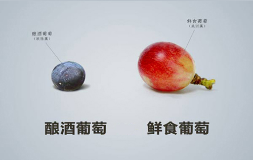 鮮食葡萄與釀酒葡萄