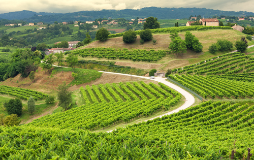  特雷維索產區（Prosecco di Treviso）