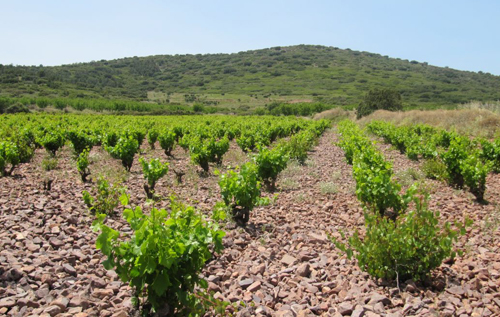 博爾哈產區（Campo de Borja）